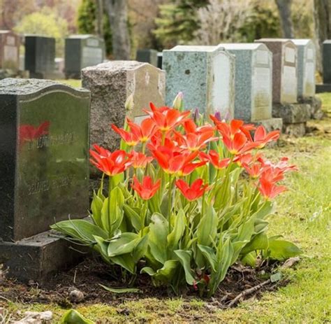 20 Flowers for Graves and Cemeteries | Balcony Garden Web