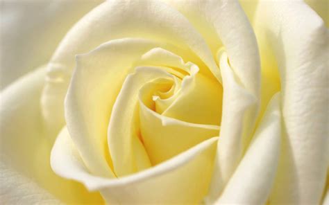 White Rose HD Desktop Wallpapers - Top Free White Rose HD Desktop ...