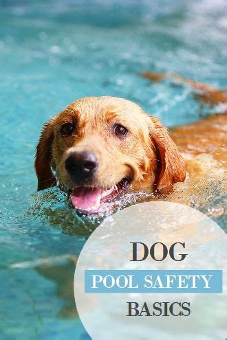 Dog Pool Safety Basics | Dog pool, Dogs, Pool safety