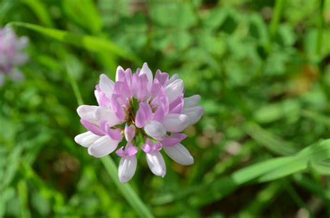 Crown Vetch - Watching for WildflowersWatching for Wildflowers