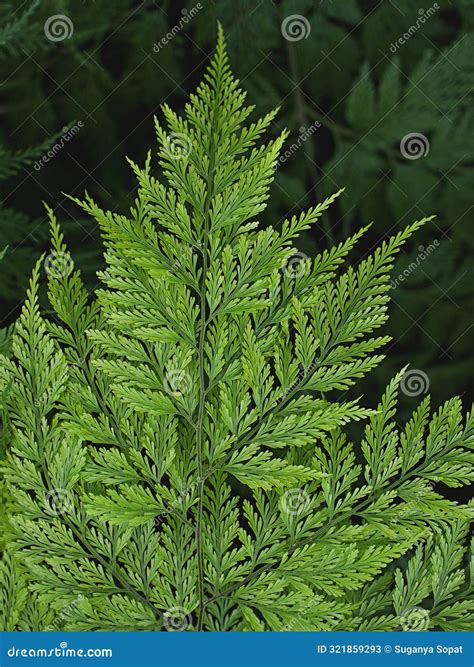 Macro Green Leaves Foliage Appalachian Bristle Fern ,filmy Fern Stock