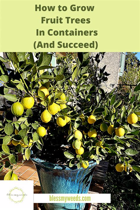 How To Grow Fruit Trees In Containers Artofit