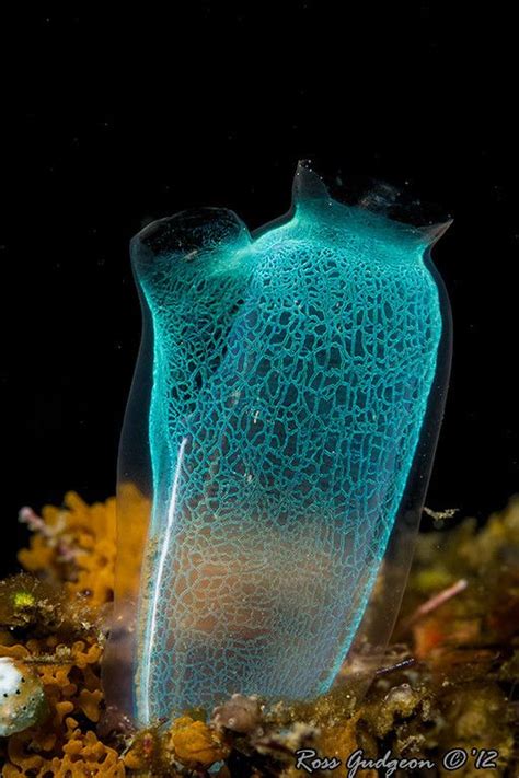 206 best Deep-Sea Organisms images on Pinterest | Under the sea, Marine life and Water animals