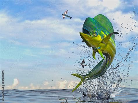 Mahi Mahi Dorado Fish Jumping To Catch Flying Fished In Ocean D Render