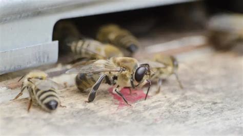 Comer Insectos Para Acabar Con El Hambre Mundial Delicioso Univision