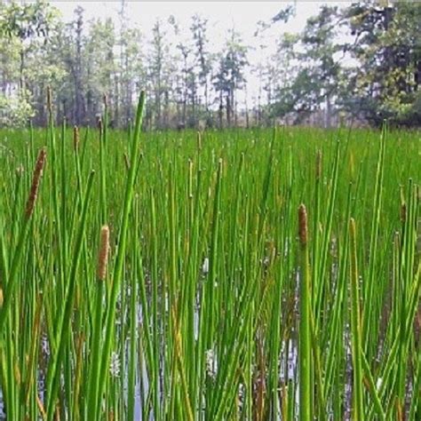 Eleocharis interstincta Flora Aquática