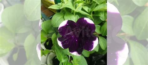 Рассада петунии купить в Москве | Товары для дома и дачи | Авито