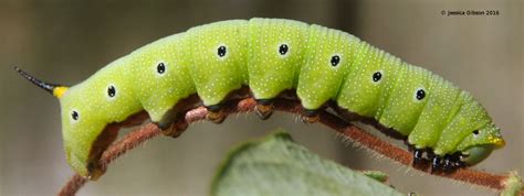 Hummingbird Clearwing Moth Caterpillar