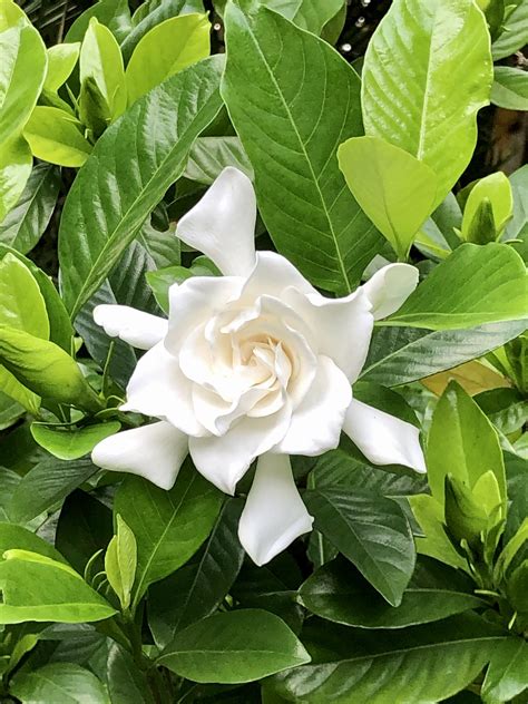 344 best Gardenia images on Pholder | Gardening, Pokemon Masters and ...