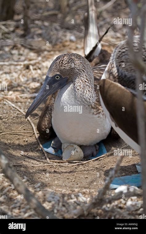 Female Blue Footed Booby Bird Sula Nebouxii Ecuador South America On