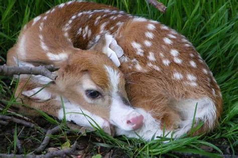 Photos Of Half Albino Animals