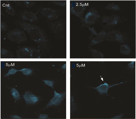 Localization Of 4 In MDAMB231 Cells Cells Were Incubated With