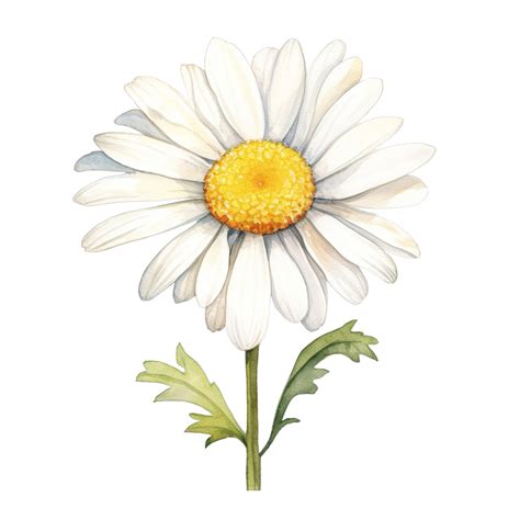 Watercolor Daisy Flower Watercolor Hand Draw PNG Transparent Image