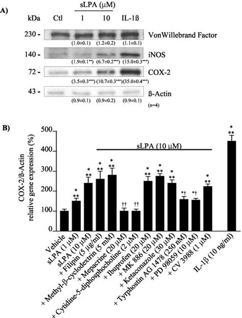 Induction Of Immediate Early Response Genes Cox And Inos Protein And