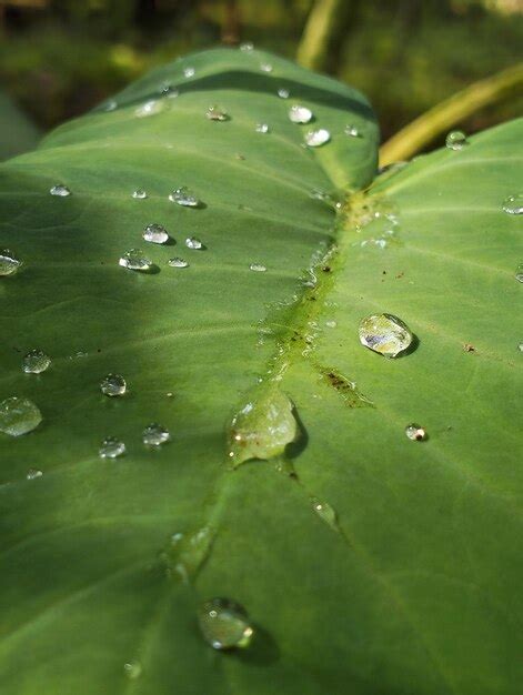 Gotas de água em uma folha Foto Premium