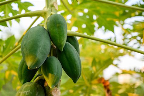 Pepaya Muda Di Pohon Pepaya Di Kebun Tanaman Atau Buah Dari Thailand