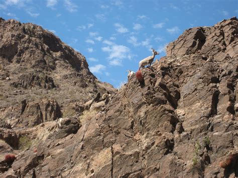 Environmental Science, Big Horn Sheep - Naturalists At Large