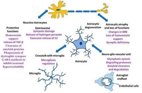 Functions Of Astrocytes Under Normal Conditions And After A Brain Disease