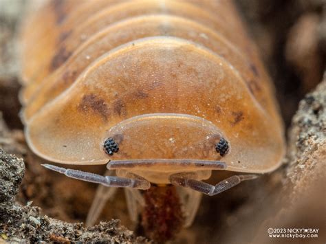 Cubaris Sp Flame White Ducky Isopod Site