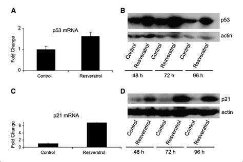 Regulation Of P53 And P21 Mrna And Protein Levels In A549 Human Lung