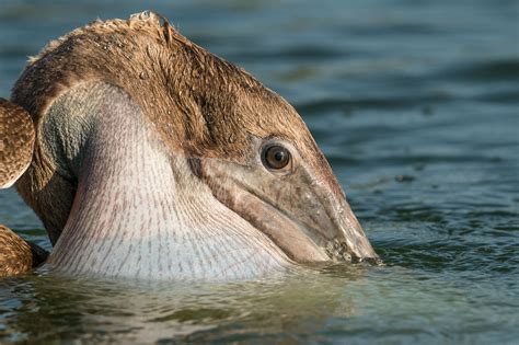 Brown Pelican (Pelecanus occidentalis) — ABNC
