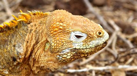 Galapagos Santa Fe Land Iguanas Quasar Expeditions