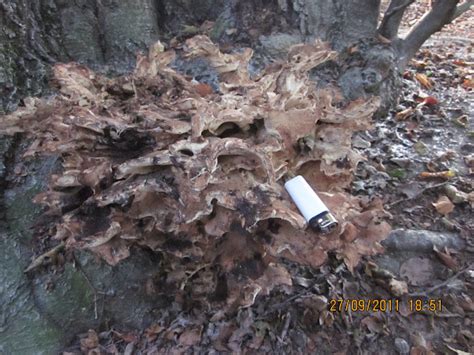 Hen Of The Woods Rams Head And Sheeps Head Maitake Japans