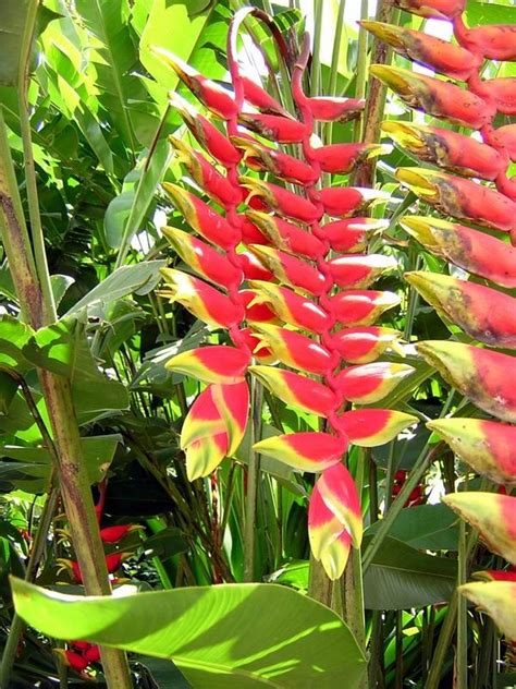 Types Of Ornamental Plants In The Philippines Gardenpicdesign