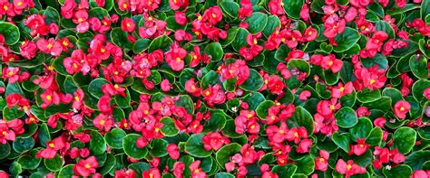 Annual Flowers | Woldhuis Farms Sunrise Greenhouse