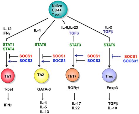 Frontiers SOCS Inflammation And Autoimmunity Immunology