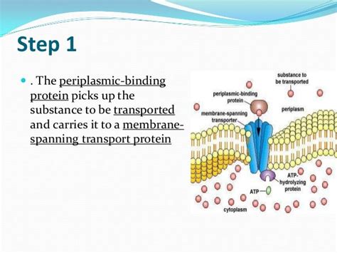 Chapter 3 Structure And Functions