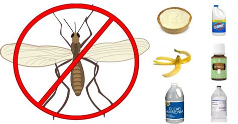 Effective and Easy: How to Get Rid of Gnats in Your Home - Ritely