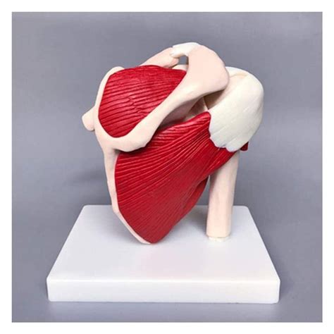 Buy Skeleton Anatomical Model Scapula Shoulder Structure Teaching