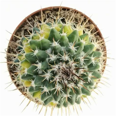 Mammillaria Melanocentra F Variegata 10 Cm Cactaceae Giromagi