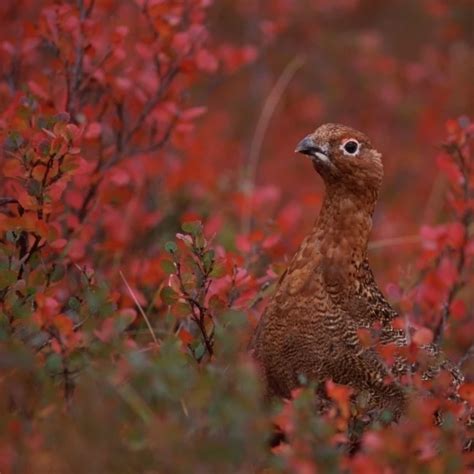 Tk16015D Willow Ptarmigan On The Tundra Camouflage Poster Print (34 x ...