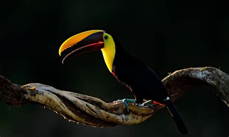 Amazon Basin Wildlife – All the Main Species to See - Galapagos Insiders