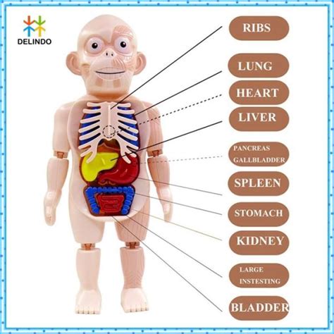 Jual Mainan Edukasi Anatomi Tubuh Manusia Human Organ Anatomy Model