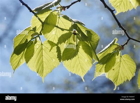 Common Lime Tree Buds Hi Res Stock Photography And Images Alamy