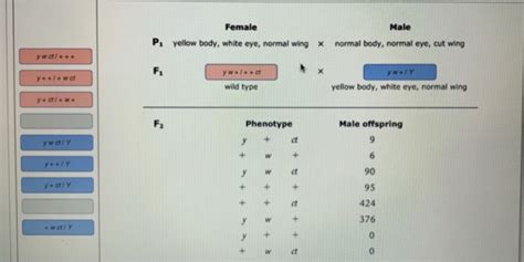Solved A cross in Drosophila involved the recessive, | Chegg.com 