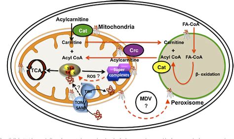 Figure 2 From The Functions Of Cardiolipin In Cellular Metabolism