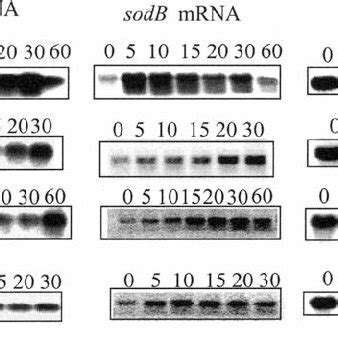 Northern Blot Analysis Of TrxA And SodB MRNA Levels After Treatment Of