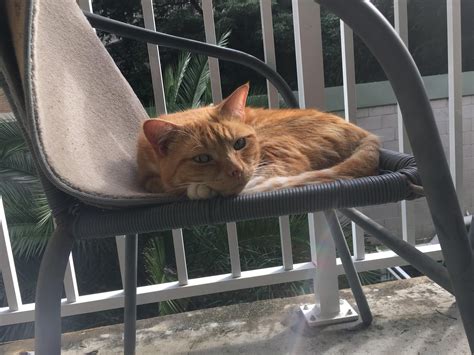 Ginger Cat Pussy Pixabay Pixabay