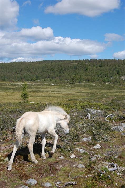 Fjord horse foal Stock 3 by GrayeyesStock on DeviantArt