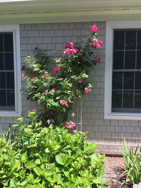 Special Care of Roses – Pumpkin Brook Organic Gardening