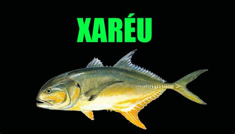 Xaréu - Dicas e técnicas para a pesca deste peixe