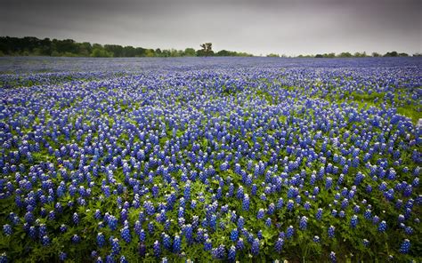 Bluebonnet Background Free Download