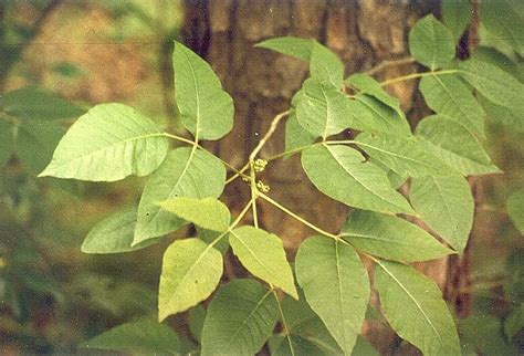 Stages Of Poison Ivy Rash Pictures