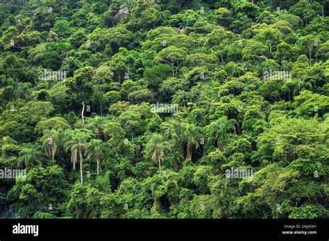 Life In The Amazon Rainforest Hi Res Stock Photography And Images Alamy