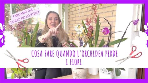 Cosa Fare Quando L Orchidea Sfiorisce Il Taglio Dello Stelo YouTube