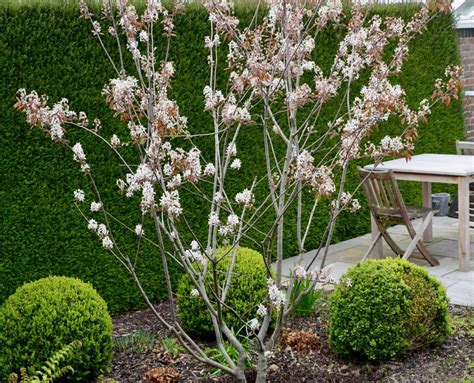 Small Tree Snowy Mespilus Or Juneberry Amelanchier Lamarckii